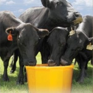 Cattle Tubs & Blocks