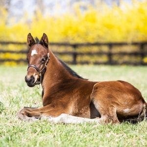 Foal