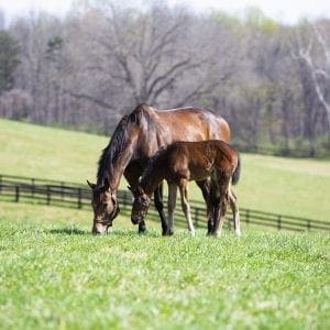 Broodmare