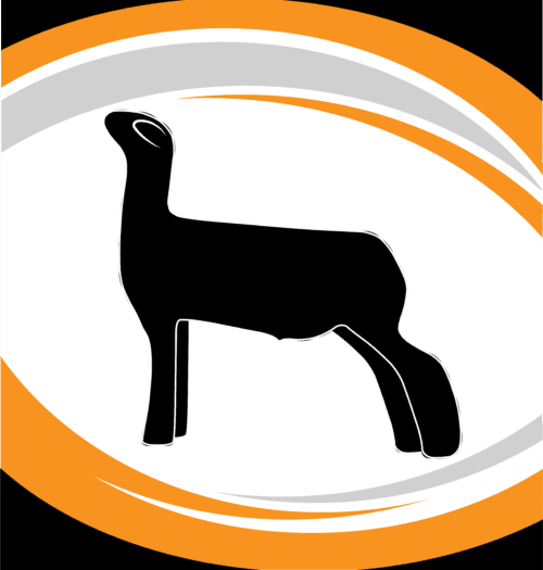 CFC Sheep