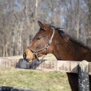 Young Horses